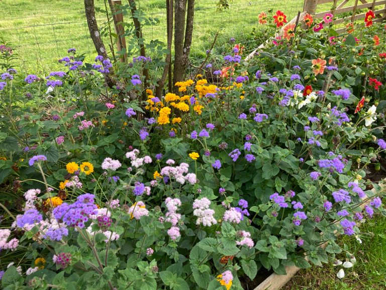 Carousel-Blooms-&-Branches-1