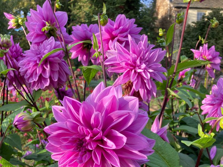 Carousel-Blooms-&-Branches-10