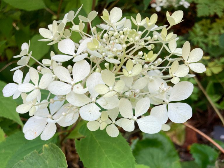 Carousel-Blooms-&-Branches-2