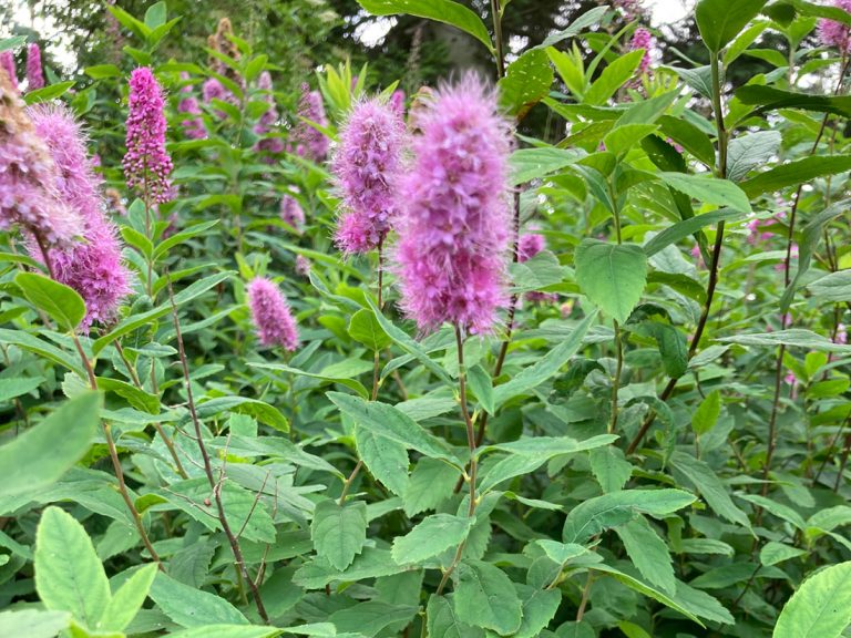 Carousel-Blooms-&-Branches-3