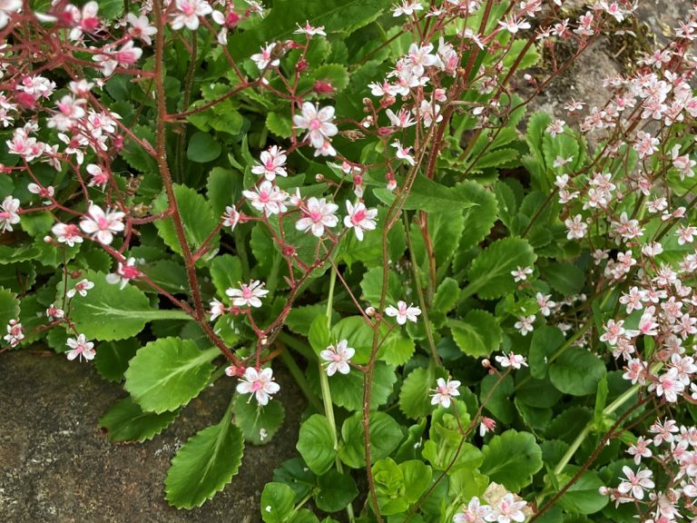 Carousel-Blooms-&-Branches-4