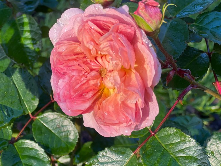 Carousel-Blooms-&-Branches-5
